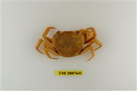 藏品(拉氏清溪蟹)的圖片